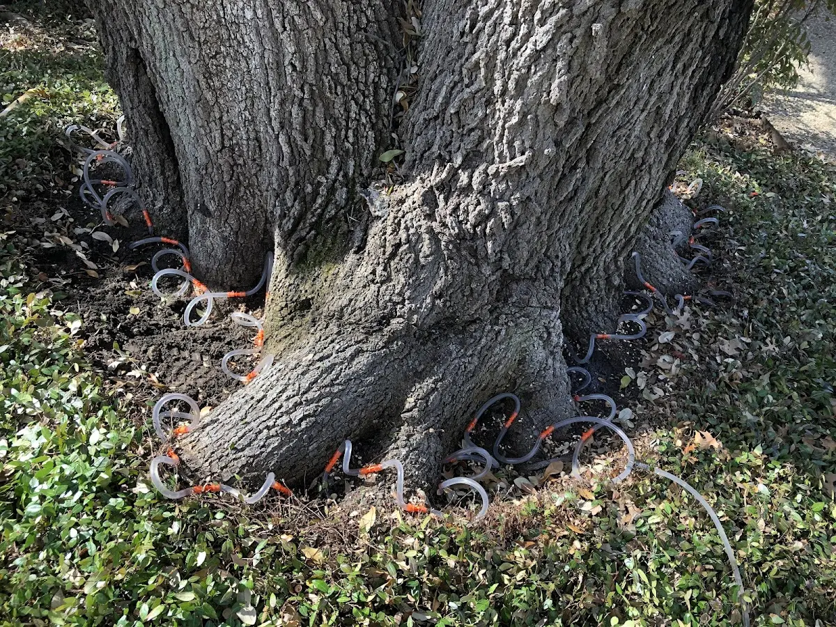 Detailed Tree Cabling and Bracing job site in Venetia