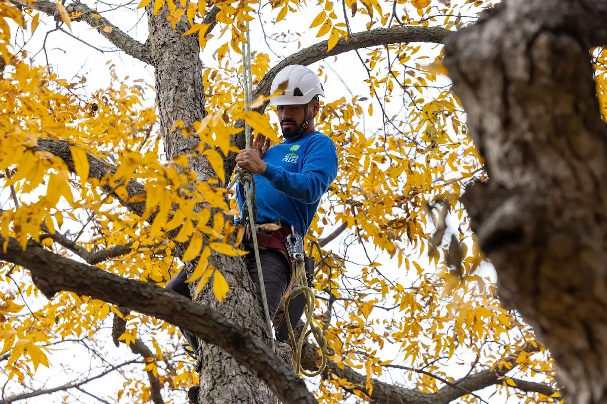 Skilled Tree Trimming crew working in Venetia