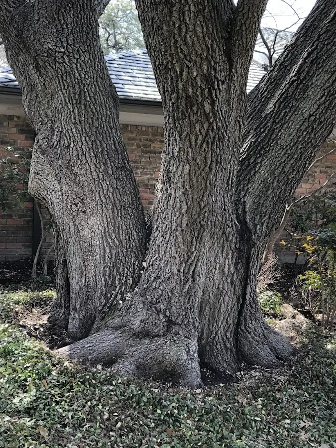 Mature heritage tree close to a Venetia property cared for by certified arborists